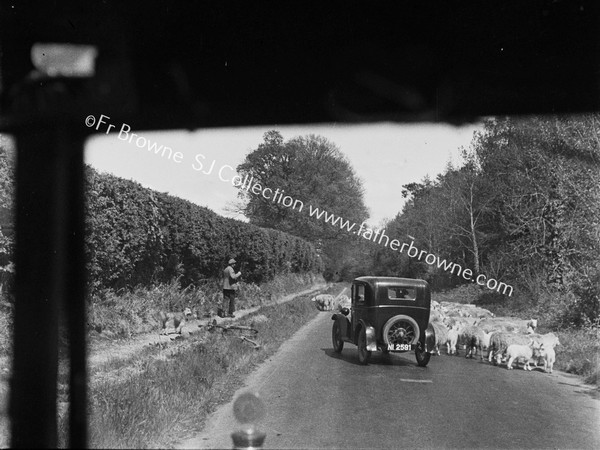 THROUGH WINDSCREEN OLD CAR SHEEP /LAMBS (NI=WICKLOW REG)